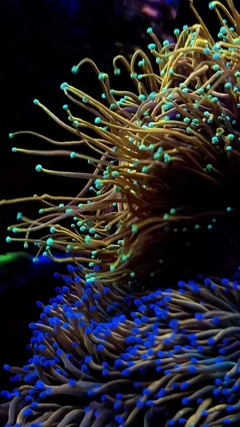 Gorgeous Torch Corals in full flow. ✨

Vibrant colors, gentle movement, and that mesmerizing reef energy – powered by Aquaforest. 💜

🎥: @rodrigocuerba

#poweredbyaquaforest #aquaforest #corals #reeflife #reeftank #reefer #saltwateraquarium #marineaquarium #coralreef #coralporn #reefaddict #reefcommunity #saltwatertank #aquariumhobby #reefaquarium #reefkeeping