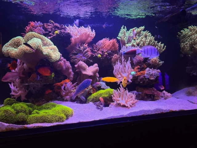 A beautiful reef after three years. 🌊

Corals thriving, fish active, and everything in balance. Maintained with Aquaforest products, including Reef Salt, helping keep the system stable and creating great conditions for coral growth. 💜

📸: @cjsaquariums

#poweredbyaquaforest #aquaforest #corals #reeflife #reeftank #reefer #saltwateraquarium #marineaquarium #coralreef #coralporn #reefaddict #reefcommunity #saltwatertank #aquariumhobby #reefaquarium #reefkeeping