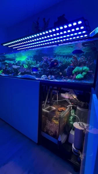 Wonderful reef and great coral growth. 🪸✨

Stable pH plays a key role in keeping a reef tank healthy. The AF Air Scrubber removes excess CO₂ from the air drawn into the skimmer, which can raise and stabilize pH levels in the tank.

Combined with AF Air Scrubber Media, it helps maintain a more stable environment for corals and overall reef balance. 🌊💜

🎥: @noodle_reefer

#poweredbyaquaforest #aquaforest #corals #reeflife #reeftank #reefer #saltwateraquarium #marineaquarium #coralreef #coralporn #reefaddict #reefcommunity #saltwatertank #aquariumhobby #reefaquarium #reefkeeping