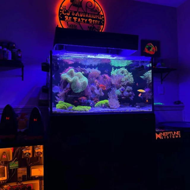 Stable parameters and consistency are the foundation of every beautiful reef. 💜

This tank runs on Aquaforest products, including Reef Salt, helping maintain stability and proper long-term conditions.

🎥: @cjsaquariums

#poweredbyaquaforest #aquaforest #corals #reeflife #reeftank #reefer #saltwateraquarium #marineaquarium #coralreef #coralporn #reefaddict #reefcommunity #saltwatertank #aquariumhobby #reefaquarium #reefkeeping