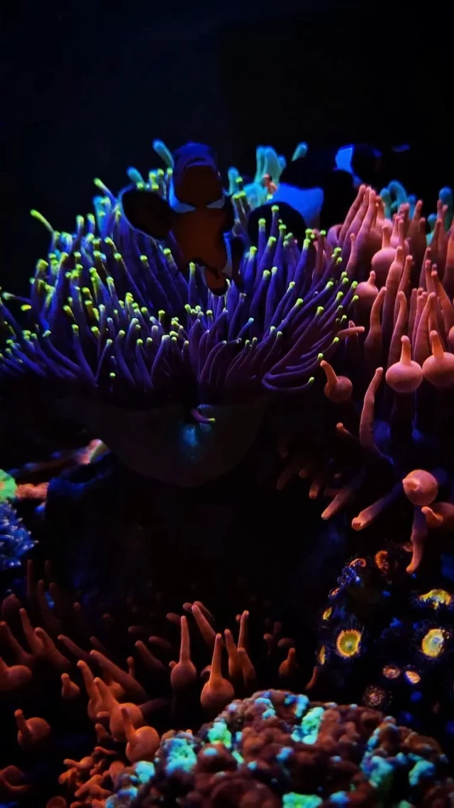 Impressing underwater world! 😍

Powered by Aquaforest products, providing stable parameters and the right support. This helps corals thrive, showing their full color and natural beauty. 🌊

🎥: @rodrigocuerba

#poweredbyaquaforest #aquaforest #corals #reeflife #reeftank #reefer #saltwateraquarium #marineaquarium #coralreef #coralporn #reefaddict #reefcommunity #saltwatertank #aquariumhobby #reefaquarium #reefkeeping