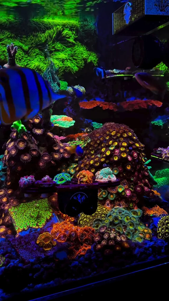 Strong and healthy corals! 💜
With stable conditions and support from Aquaforest products, everything develops naturally and looks exactly as it should. 🤩 

🎥: @operationreeftherapy

#poweredbyaquaforest #aquaforest #corals #reeflife #reeftank #reefer #saltwateraquarium #marineaquarium #coralreef #coralporn #reefaddict #reefcommunity #saltwatertank #aquariumhobby #reefaquarium #reefkeeping