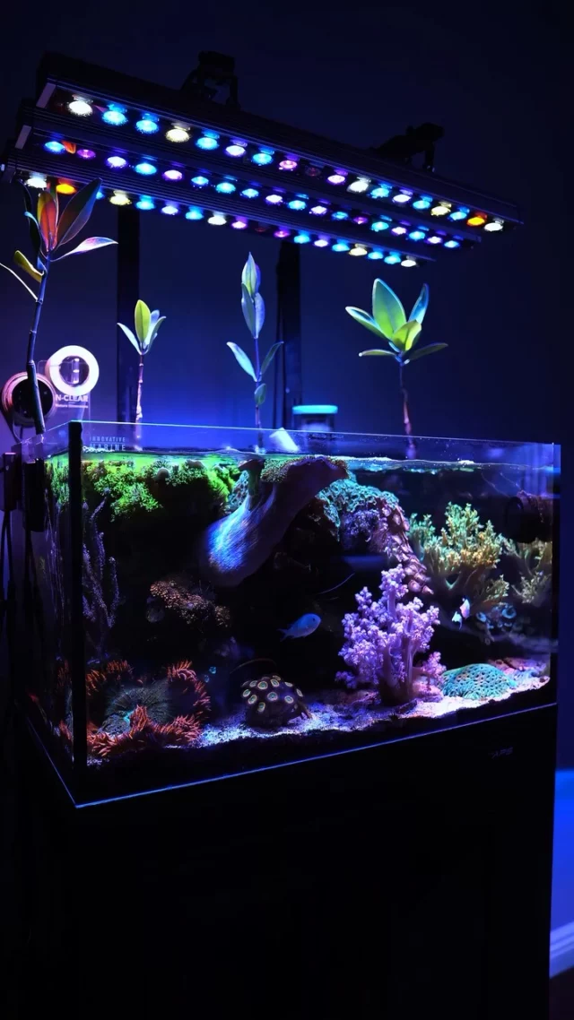 Beautiful reef! 💜

Tank powered by Aquaforest products, supporting the stability and balance of the entire system. Corals are fed with AF Power Food, AF Pure Food, AF Growth Booster and AF Phyto Mix, promoting steady, natural growth. ABEV and AF Power Elixir supplement the corals, helping maintain their health and vitality. AF Carbon and AF Phosphate Minus keep the water clean and crystal clear. 🌊

🎥: @reef.dood

#poweredbyaquaforest #aquaforest #corals #reeflife #reeftank #reefer #saltwateraquarium #marineaquarium #coralreef #coralporn #reefaddict #reefcommunity #saltwatertank #aquariumhobby #reefaquarium #reefkeeping