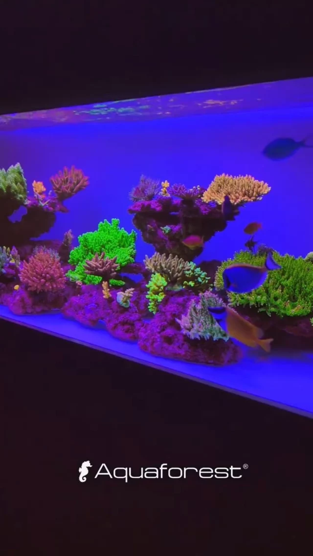 Great reef! We love watching its development and how it changes 💜

Supported by Aquaforest products, which help maintain a stable and healthy environment.

🎥: @szymonforysz

#poweredbyaquaforest #aquaforest #corals #reeflife #reeftank #reefer #saltwateraquarium #marineaquarium #coralreef #coralporn #reefaddict #reefcommunity #saltwatertank #aquariumhobby #reefaquarium #reefkeeping
