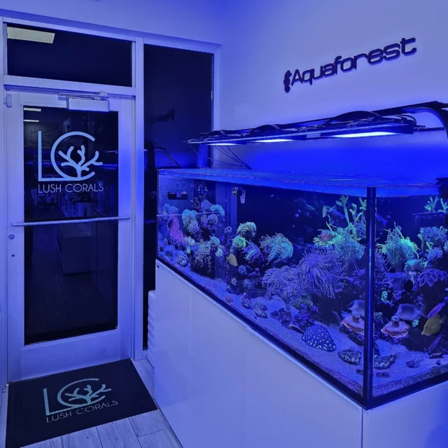 Great to visit @lush_corals during our time in the US! 💜

We really appreciate the partnership and shared passion for the reef hobby. Their store features a reef tank powered by Aquaforest products, and it’s always great to see our solutions supporting such a beautiful system.

It was also awesome to have neighboring booths during Reef-A-Palooza Orlando – great atmosphere, great people, and a fantastic weekend overall 🔥
