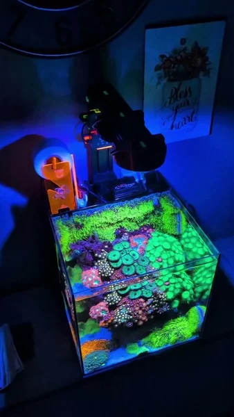 Wonderful reef tank! 💜

Powered by Aquaforest products including Component 3in1 supporting coral growth, enhancing coloration, and maintaining overall reef system balance.

🎥: @mk_reefs

#poweredbyaquaforest #aquaforest #corals #reeflife #reeftank #reefer #saltwateraquarium #marineaquarium #coralreef #coralporn #reefaddict #reefcommunity #saltwatertank #aquariumhobby #reefaquarium #reefkeeping