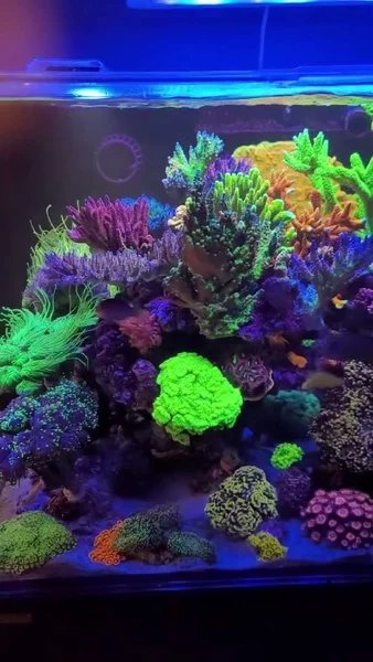 A tank that makes a real impression! 🤩💜

This OceanGuard 435 is fueled by Aquaforest products, supporting stable conditions, vibrant colors, and healthy, consistent coral growth.

🎥: @cc_reefkpr

#poweredbyaquaforest #aquaforest #corals #reeflife #reeftank #reefer #saltwateraquarium #marineaquarium #coralreef #coralporn #reefaddict #reefcommunity #saltwatertank #aquariumhobby #reefaquarium #reefkeeping