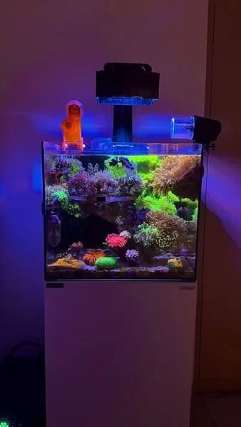 Great nano tank! 💜

Powered by Aquaforest products for a stable, healthy, and thriving reef.

🎥: @__barelyhuman__

#poweredbyaquaforest #aquaforest #corals #reeflife #reeftank #reefer #saltwateraquarium #marineaquarium #coralreef #coralporn #reefaddict #reefcommunity #saltwatertank #aquariumhobby #reefaquarium #reefkeeping