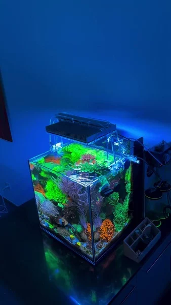 Stunning mixed reef tank! 💜

Fueled by Hybrid Pro Salt enriched with probiotics for effective nutrient control, and supported by Components Pro to ensure long-term reef stability and balance.

🎥: @reefluo

#poweredbyaquaforest #aquaforest #corals #reeflife #reeftank #reefer #saltwateraquarium #marineaquarium #coralreef #coralporn #reefaddict #reefcommunity #saltwatertank #aquariumhobby #reefaquarium #reefkeeping