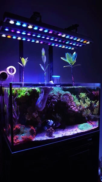 A beautiful underwater world at home 💜🪸

A full Aquaforest feeding routine supports this reef, including AF Power Food, AF Pure Food, and AF Phyto Mix, keeping corals strong, well-fed, and thriving. Supplements like AF Growth Boost, Power Elixir, and the ABEV set support coral coloration and health. AF Carbon and AF Phosphate Minus keep the water crystal clear and the system stable. 🌊

🎥: @reef.dood

#poweredbyaquaforest #aquaforest #corals #reeflife #reeftank #reefer #saltwateraquarium #marineaquarium #coralreef #coralporn #reefaddict #reefcommunity #saltwatertank #aquariumhobby #reefaquarium #reefkeeping