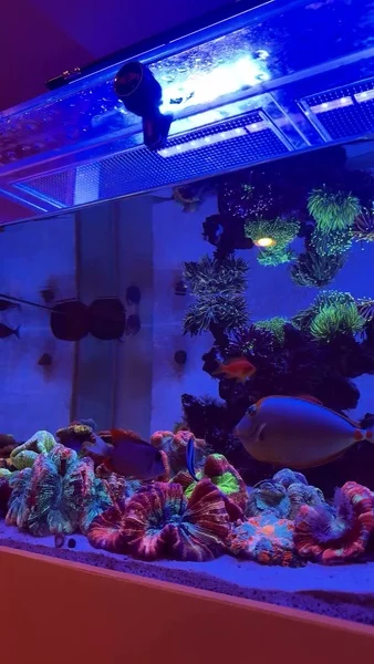Beautiful reef full of color and life 💜🪸

Powered by Aquaforest products, including Reef Salt enriched with amino acids and vitamin C to support coral health and growth. The AF Air Scrubber with AF Air Scrubber Media helps remove CO₂ and maintain stable pH levels, creating optimal conditions for the reef to thrive. 🌊

🎥: @reefinwithjoe

#poweredbyaquaforest #aquaforest #corals #reeflife #reeftank #reefer #saltwateraquarium #marineaquarium #coralreef #coralporn #reefaddict #reefcommunity #saltwatertank #aquariumhobby #reefaquarium #reefkeeping