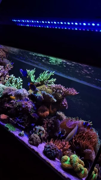 This tank is a true masterpiece! 💜✨

Supported by Aquaforest products, providing the ideal conditions for healthy coral growth, vibrant colors, and long-term reef stability.

🎥: @rodrigocuerba

#poweredbyaquaforest #aquaforest #corals #reeflife #reeftank #reefer #saltwateraquarium #marineaquarium #coralreef #coralporn #reefaddict #reefcommunity #saltwatertank #aquariumhobby #reefaquarium #reefkeeping