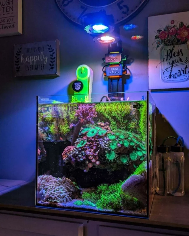 Stunning nano reef! 💜

Supported by Aquaforest products, helping maintain stable water parameters and a thriving reef.

🎥: @mk_reefs

#poweredbyaquaforest #aquaforest #corals #reeftank #saltwateraquarium