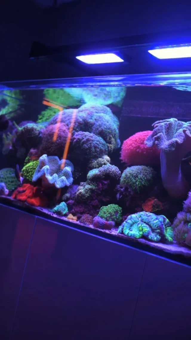 A true centerpiece of our company showroom 💜

The OceanGuard 980 is one of the aquariums we are truly proud of. This beautifully matured reef is full of life, colors, and movement, bringing a little piece of the ocean right into our showroom. 🌊

Taking a moment to enjoy this view during a workday is the perfect way to relax and recharge. 🪸✨

Powered by Aquaforest products, this thriving ecosystem has the support it needs to maintain stability, promote healthy coral growth, and continue flourishing.

#poweredbyaquaforest #aquaforest #corals #reeflife #reeftank