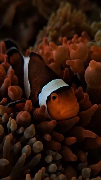 Clownfish + Anemone = The perfect ocean partnership 💜😍

🎥: @rodrigocuerba

#poweredbyaquaforest #aquaforest #corals #reeftank #reefkeeping