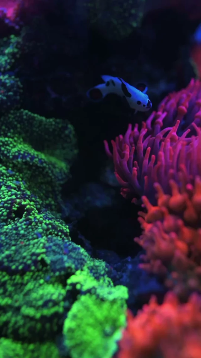A closer look at one of the reefs at Aquaforest headquarters. 💜

This stunning reef in the OceanGuard 275 is growing beautifully, creating a true underwater masterpiece. Just look at these incredible anemones and their impressive size! 🤩 The clownfish are clearly loving their cozy home and couldn't be happier swimming among them. 🐠

Fully powered by Aquaforest products, this aquarium receives everything it needs to maintain a healthy, stable, and thriving reef ecosystem.

#poweredbyaquaforest #aquaforest #corals #reeftank #saltwateraquarium