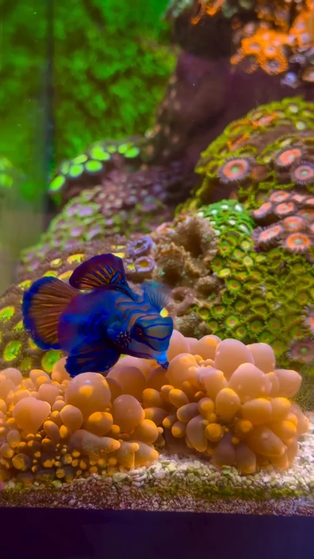 With its stunning colors and unique appearance, the Mandarin Dragonet is definitely a real eye-catcher. 💙🧡

Who else loves these incredible fish? 😍

🎥: @noodle_reefer

#poweredbyaquaforest #aquaforest #corals #reeftank #saltwateraquarium