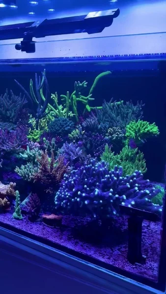 Great tank full of beautiful corals! 💜🤩

Powered by Aquaforest products, including AF Reef Salt, Component Pro, and ABEV, helping support healthy coral growth and stable reef conditions. 🌊✨

🎥: Zhi Qiao

#poweredbyaquaforest #aquaforest #corals #reeftank #saltwateraquarium