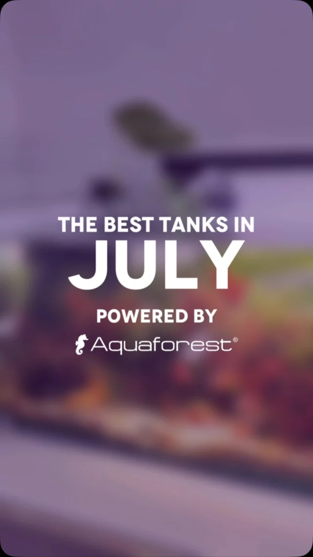 Tank of the Month – Help us pick the best! 🏆

We’ve selected four incredible tanks from July. Now it’s your turn to help us pick the best one!
 
Head to the poll under this reel and pick the tank you like the most. 💜
 
🤔 How does the contest work?
-Each month, we choose four tanks that stand out the most. ✨
-The community votes, and the tank with the most votes will be crowned „Tank of the Month.”
-At the end of the year, all 12 monthly winners will compete for the title of „Tank of the Year 2026.”
 
🎁 Monthly Prize:
- Power Elixir 1L
- Liquid Foods Pack
- Plankton elixir
- Liquid Rotifers
- Polyp-up
- Easy Gloss
 
🏆 Check the full prize list of „Tank of the Year 2026” in the contest rules. (P.S. one of the prizes includes a year’s supply of salt!)
 
Want your tank to have a chance to be featured in the next month’s selection?
✅ Post a reel of your Aquaforest-powered tank
✅ Add the hashtag #aftankofthemonth and #poweredbyaquaforest
✅ Comment „Joining!” under this post.
 
🗓️ Voting time for the July contest: August 11th to August 31st.
 
Votes are counted from both Instagram and Facebook. We’ll announce the winner on September 1st in our stories.
 
The winners of Tank of the Month have a chance to win the main prizes in the Tank of the Year 2026 contest! 🏆
 
Which tank will win this month? Cast your vote below! 💜
 
📋 Contest Rules in our BIO.