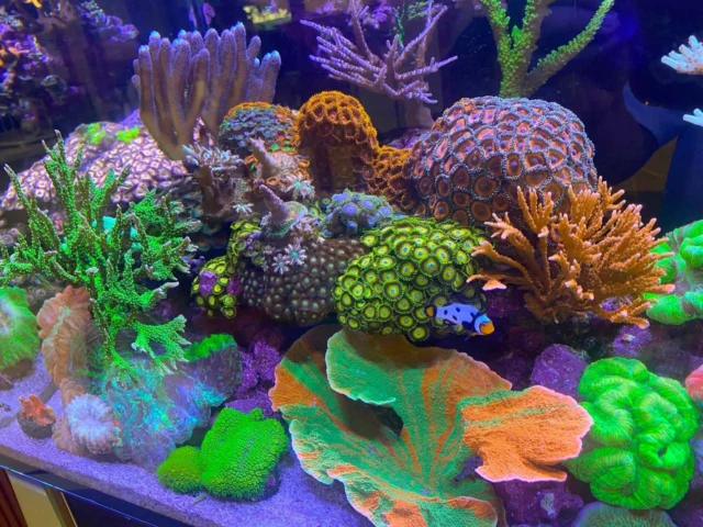 Amazing corals in the OceanGuard 605 tank 🪸💜

A reef powered by Aquaforest products that support healthy coral growth and help maintain stable conditions in the aquarium. 🌊

📸: @noodle182_reefer

#poweredbyaquaforest #aquaforest #corals #reeftank #reefkeeping