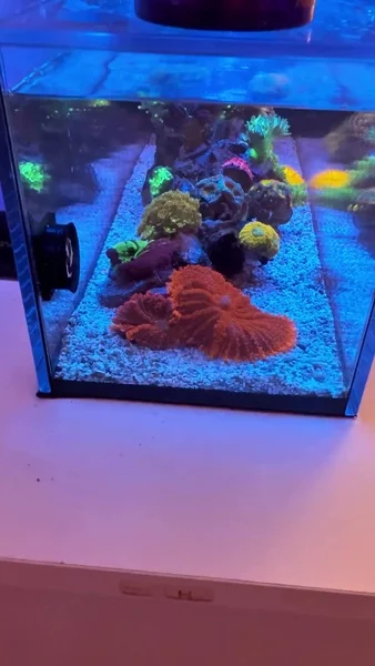 How cute is this little pico reef? 🥹💜

We’re so happy to see it thriving with Aquaforest products. But honestly, our hearts were stolen by the DIY light stand made from our food containers! 😂🪸

🎥: @arie_idaho_reef

#poweredbyaquaforest #aquaforest #corals #reeftank #reefkeeping